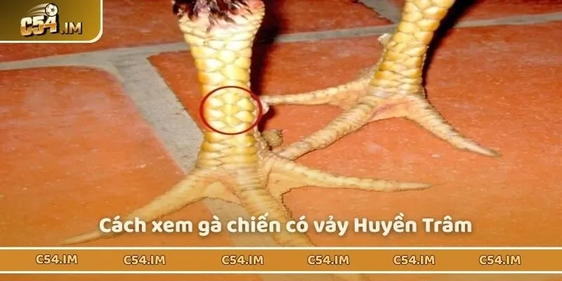 Bật mí cách xem vảy Huyền Trâm chuẩn