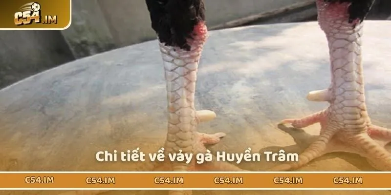 Tìm hiểu cụ thể về vảy gà Huyền Trâm