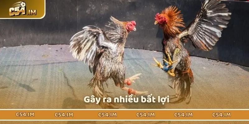 Gà chiến không mang lại kết quả thắng cao