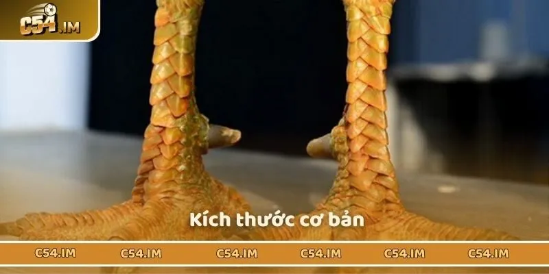 Kích thước của vảy Thới Hoa Đăng