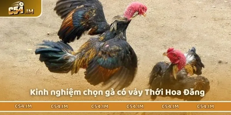 Nắm rõ kinh nghiệm quan trọng khi chọn gà chiến