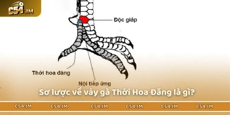Tìm hiểu đôi nét về vảy gà Thới Hoa Đăng
