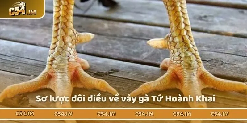 Tìm hiểu những thông tin cơ bản về vảy gà Tứ Hoành Khai