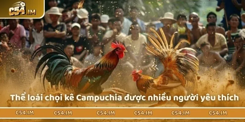 Thể loại chọi kê Campuchia được nhiều người yêu thích