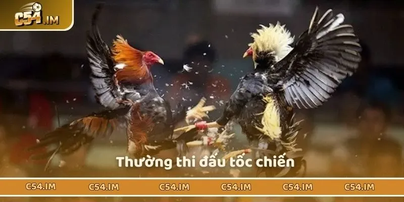 Thường có lối chọi tốc chiến nhanh