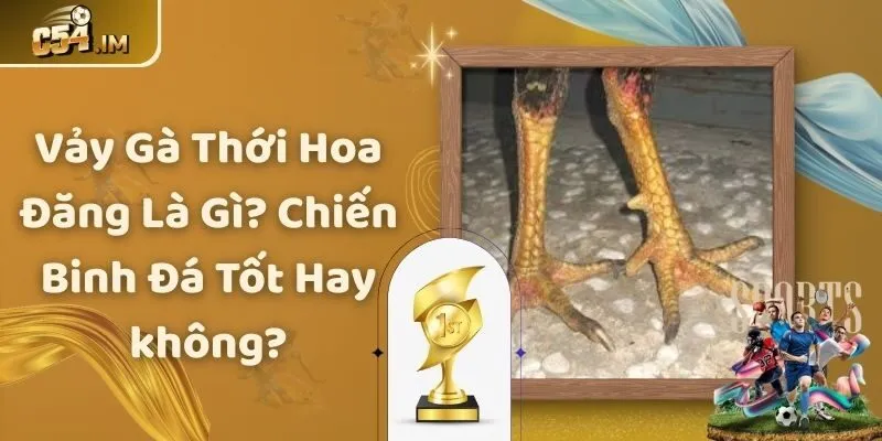 Vảy Gà Thới Hoa Đăng Là Gì? Chiến Binh Đá Tốt Hay không?