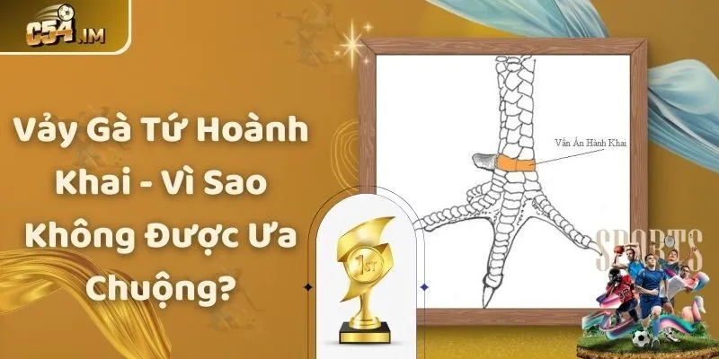 Vảy Gà Tứ Hoành Khai - Vì Sao Không Được Ưa Chuộng?